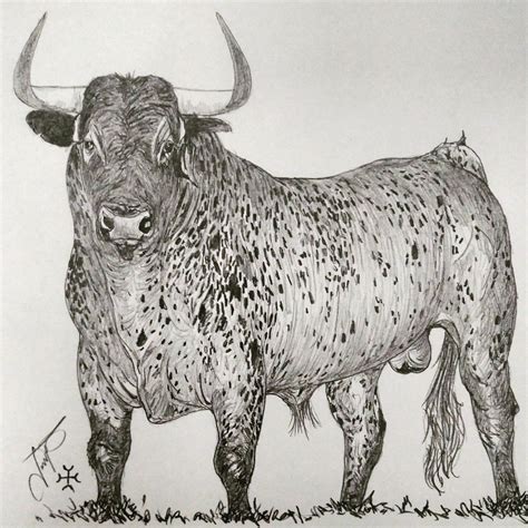 fotos de toros para dibujar